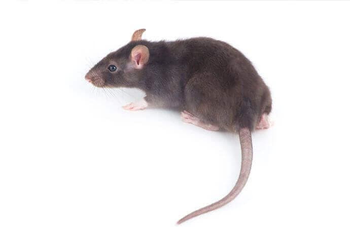 Topo domestico