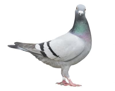 Columbidae