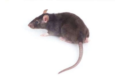 Topo domestico