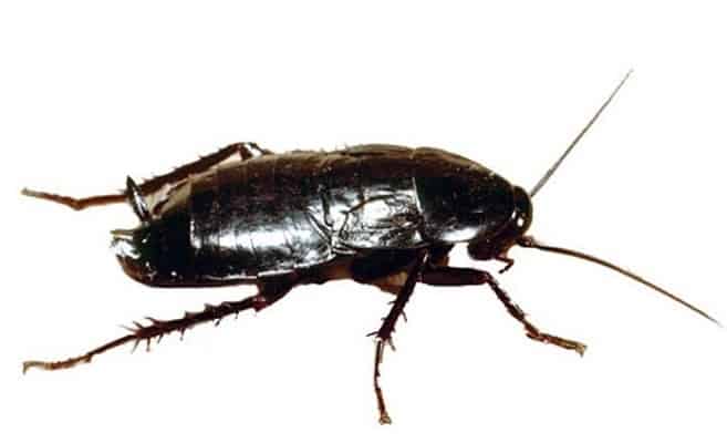 Scarafaggio nero