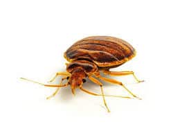 Cimex lectularius
