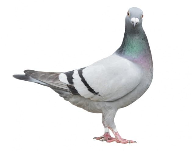 Columbidae