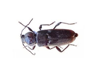 Hylotrupes