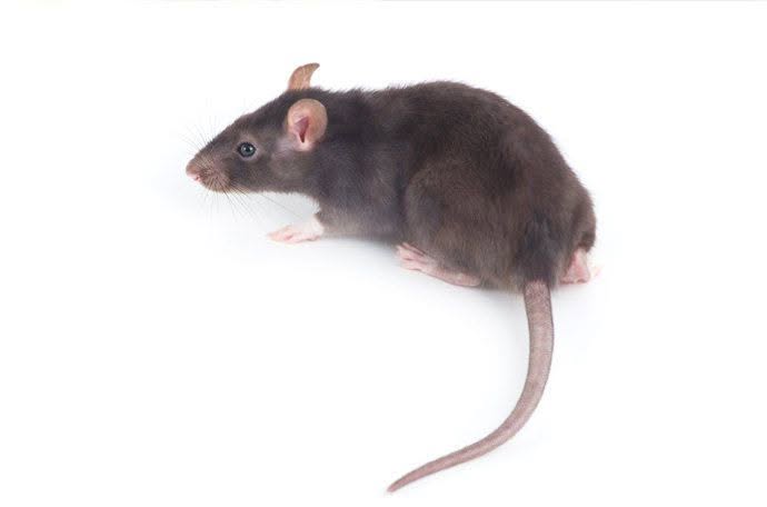 Topo domestico