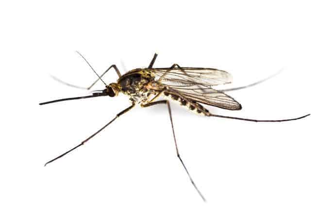 Zanzara tigre asiatica